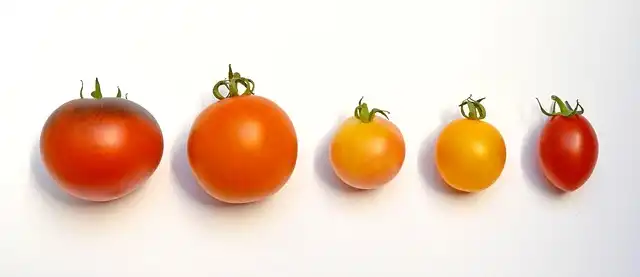 Queer Tomatoes: Exploring Plant Sexuality